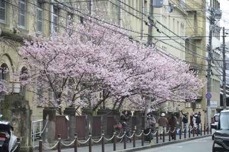 3月19日　旧成徳の春めき桜