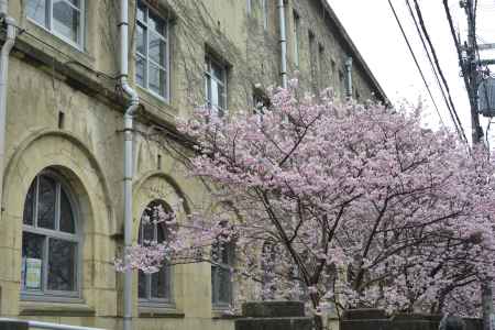 校舎にたなびく春めき桜