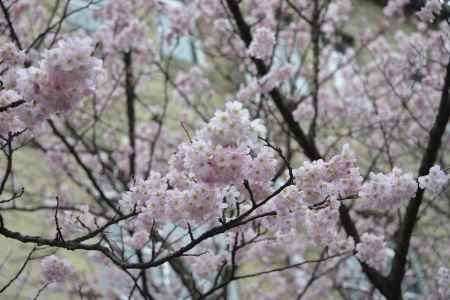 咲き誇る春めき桜