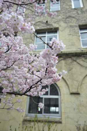 黄色の校舎に映えるピンク