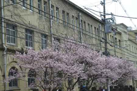 校舎と桜