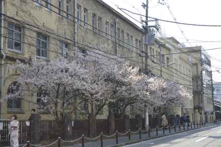 3月26日　旧成徳の春めき桜