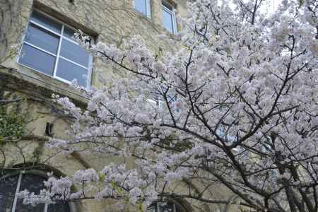 あふれるピンク