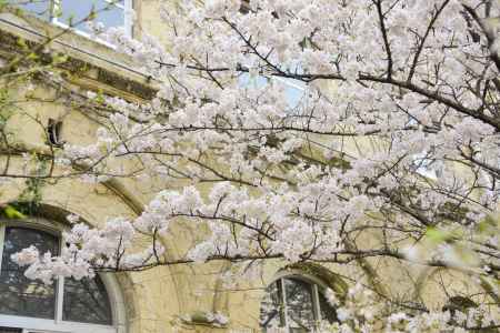 学舎に咲く春めき桜