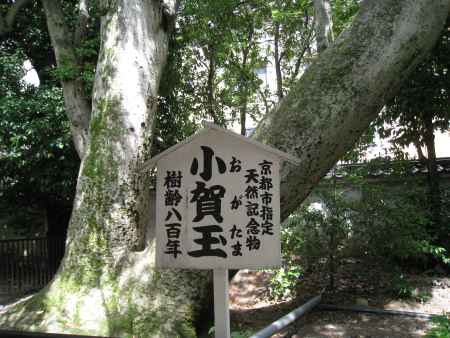 白峯神宮 天然記念物オガタマ