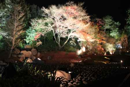 ライトアップされる秋の宝厳院庭園