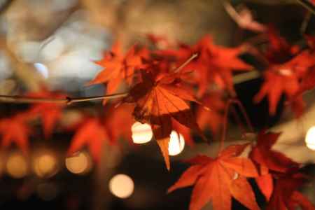 灯りに照らされるももみじ