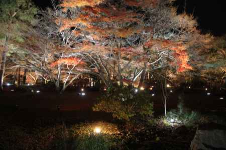 闇夜に浮かび上がる紅葉