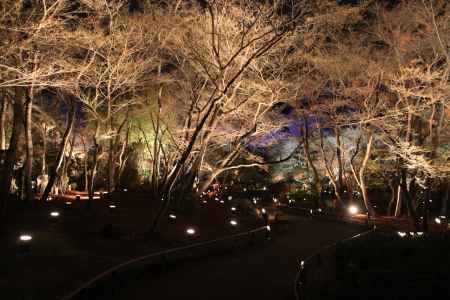 幻想的な雰囲気の獅子吼の庭