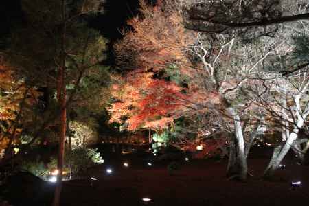美しく照らされる宝厳院の紅葉