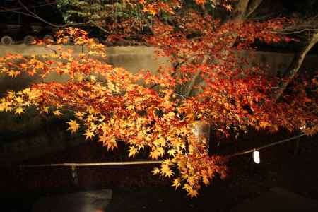 照らされる鮮やかな紅葉