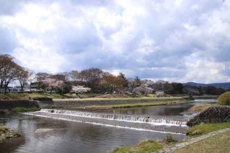 春の賀茂川