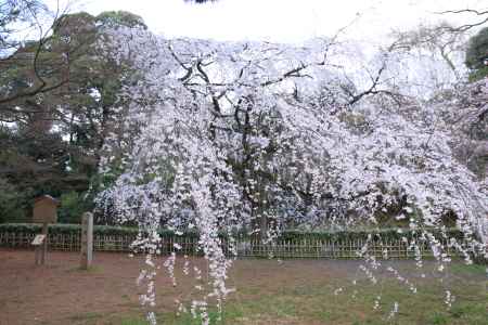 近衛邸跡の枝垂桜