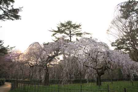 夕暮れの枝垂桜