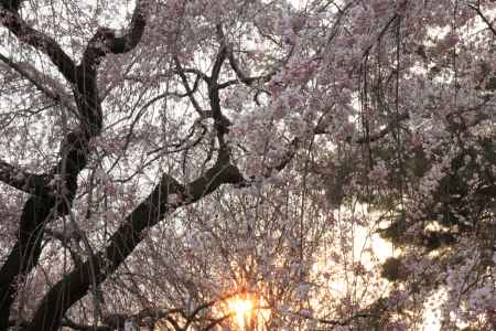 夕日が差す枝垂桜