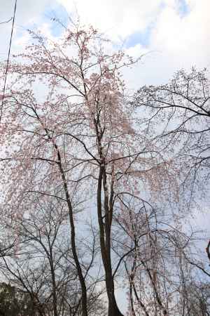背の高い桜の木