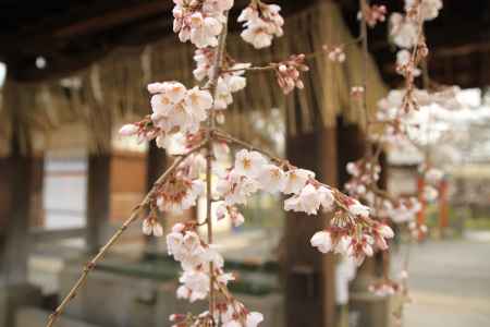 あたたかい桜の花