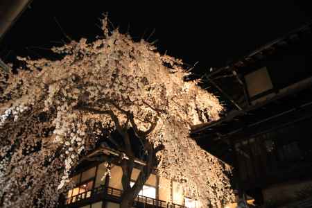 夜桜ライトアップ　清水寺