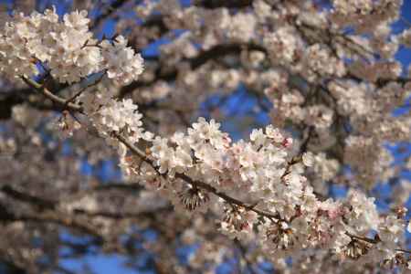 嵐山　満開の桜
