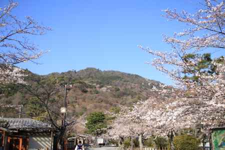 嵐山の桜並木