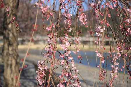 ピンクの枝垂れ桜