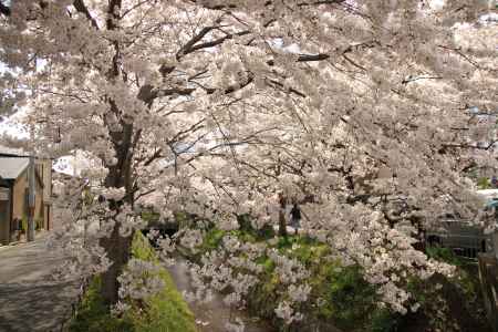 鴨川沿いの桜並木