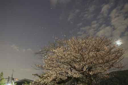 桜と星空