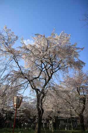 たくさんの桜の木