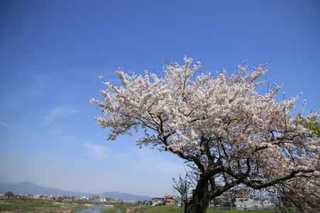 青空と満開の桜