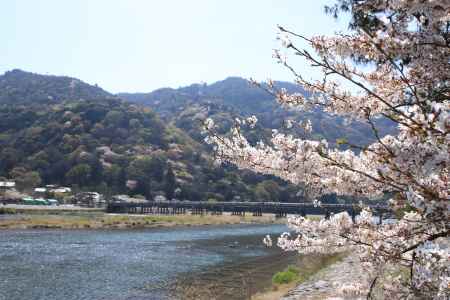 満開の桜と嵐山