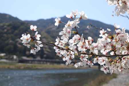 嵐山をバックに桜