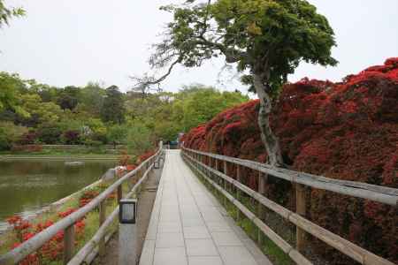 長岡天満宮八条が池とキリシマツツジ