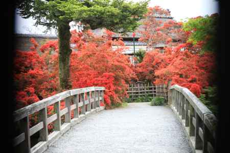 燃えるようなキリシマツツジ