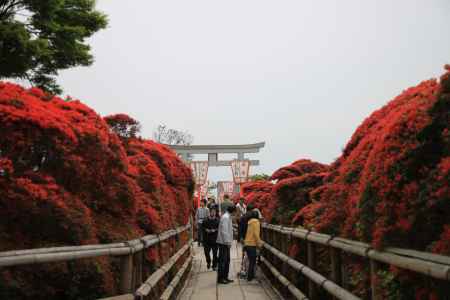 霧島つつじに囲まれた中央通路