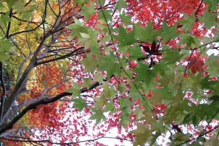 緑 赤 黄三色の紅葉