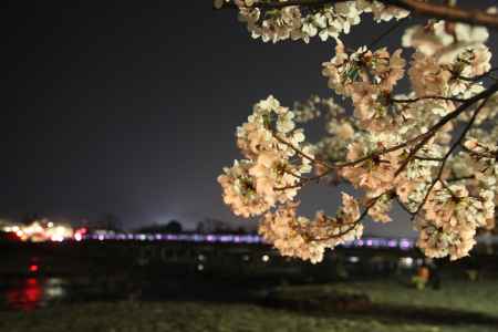 桜ライトアップと渡月橋