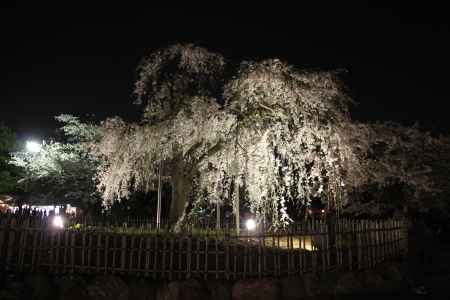中の島公園のしだれ桜
