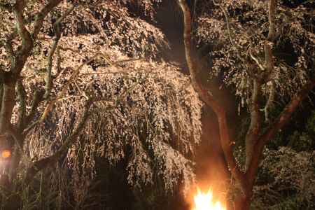 かがり火と桜競演