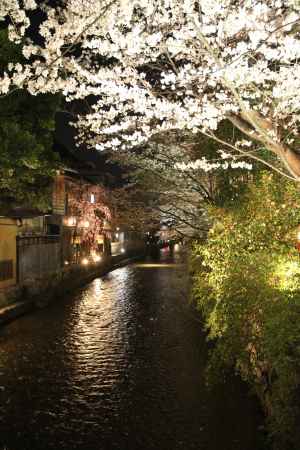 京情緒たっぷりの桜