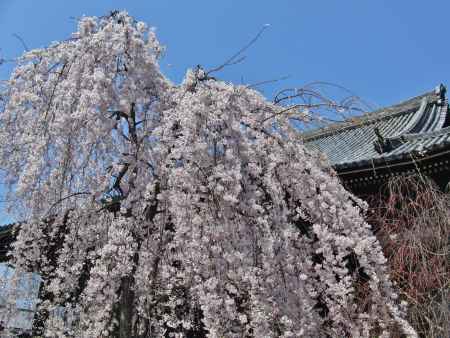 立法寺のしだれ桜