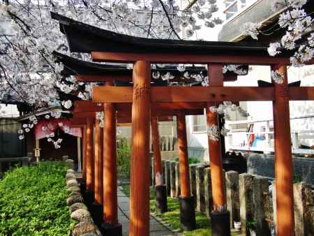 春の六孫王神社