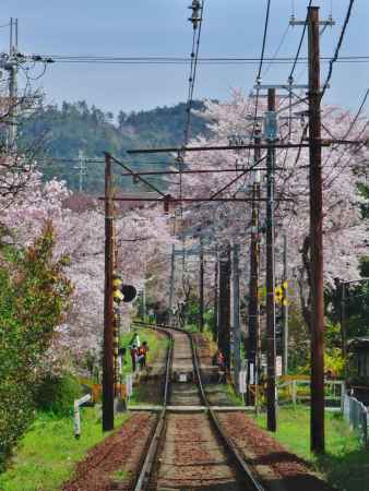 嵐電北野線の春