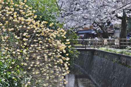 哲学の道の桜と三椏
