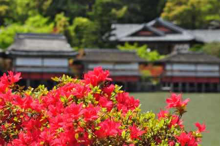 キリシマツツジと長岡天満宮錦水亭