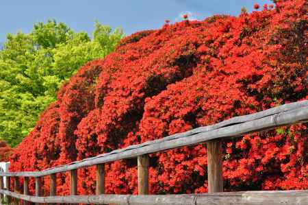 長岡天満宮のキリシマツツジ