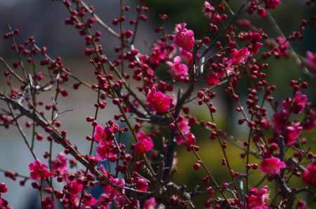 つぼみ多き梅