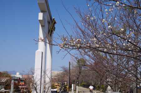 鳥居と梅