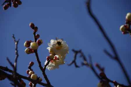 青空にそびえる梅