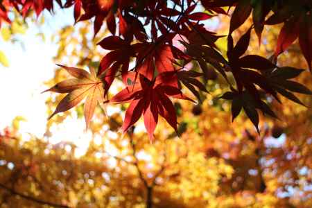 常寂光寺　〜紅葉の影絵〜