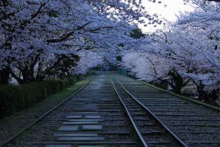 早春の蹴上インクライン４